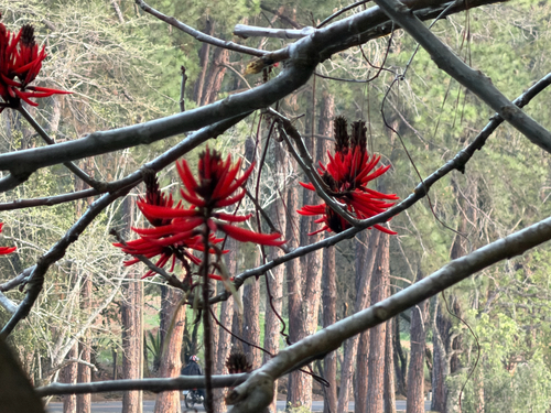 Ivory Coral Tree