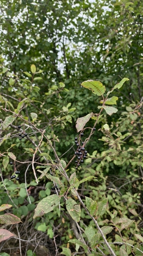 bird cherry