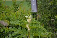 Heracleum mantegazzianum, photograph (c) lvicatko, some rights reserved (CC BY)