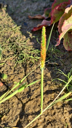 short-awn foxtail