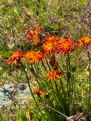 author not stated, no rights reserved Crepis aurea, photograph author not stated, no rights reserved