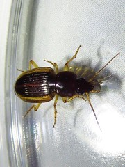 Agonum pallipes