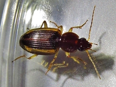 Agonum pallipes
