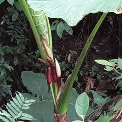 Xanthosoma undipes