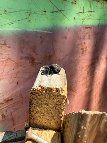 Bold Jumping Spider