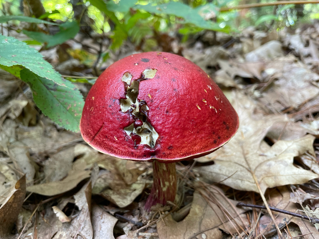 Frost's Bolete · August 2026 · photo: Photo: (c) Bobby McCabe, some rights reserved (CC BY) · iNaturalist