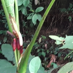 Xanthosoma undipes