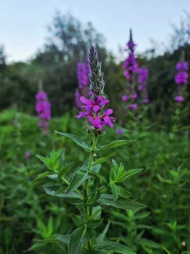 purple loosestrife