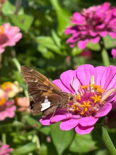 iNaturalist observation photo of Silver-spotted Skipper