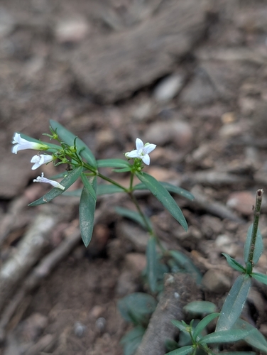 Houstonia longifolia, photograph 6