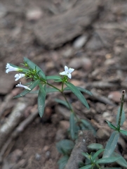 Houstonia longifolia, photograph (c) Harrison West, some rights reserved (CC BY)