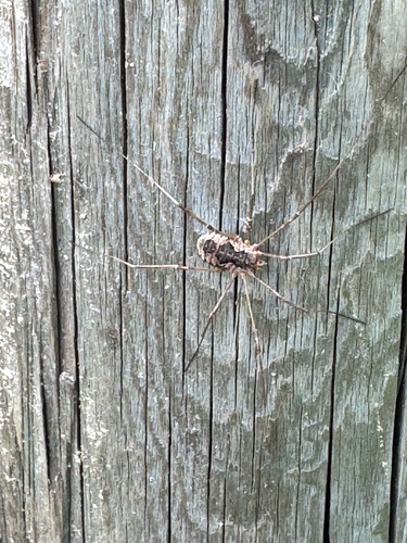 European Harvestman