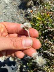 Antennaria carpatica, photograph author not stated, no rights reserved