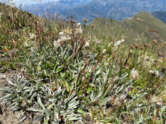Antennaria carpatica