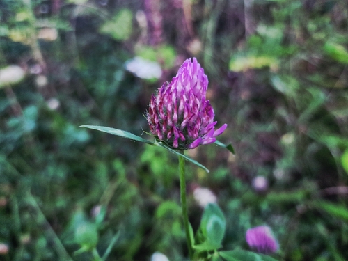 Red Clover