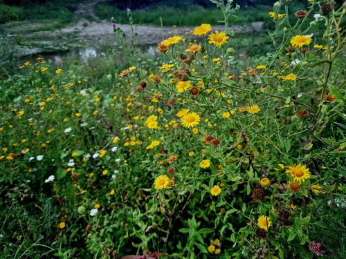 Meadow Fleabane