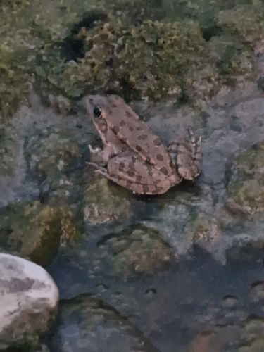 Marsh Frog