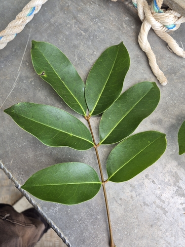 Xylocarpus moluccensis observed 2026-08-20