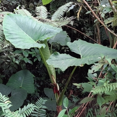 Xanthosoma undipes