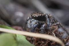 Habronattus oregonensis