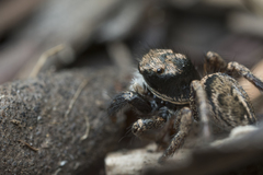 Habronattus oregonensis