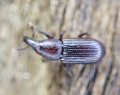 Phloeophagus lignarius