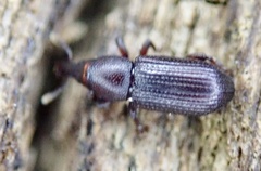 Phloeophagus lignarius