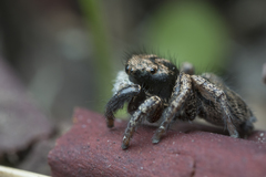Habronattus oregonensis