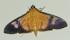 Phostria dohrnii