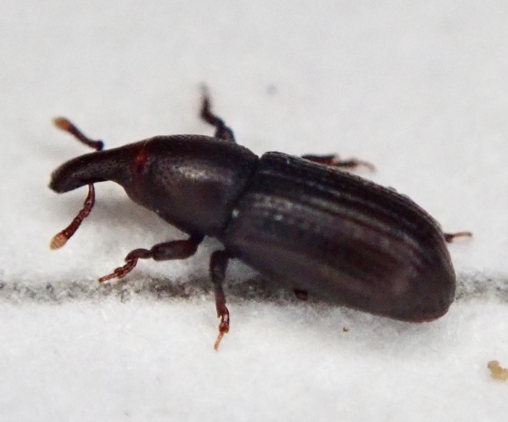 Phloeophagus lignarius