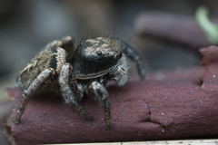 Habronattus oregonensis