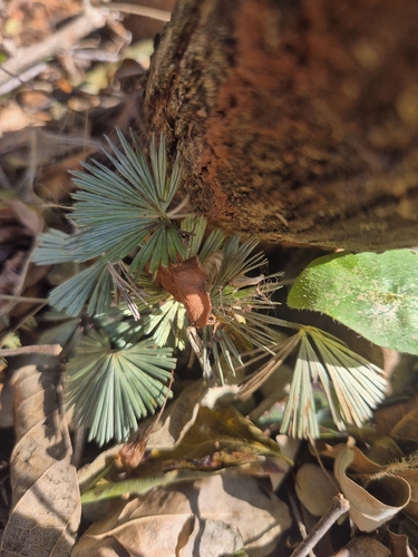 Actiniopteris radiata, 2026-08-20