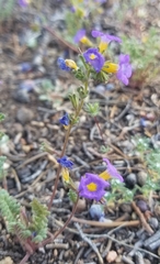 Phacelia fremontii
