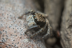 Habronattus oregonensis