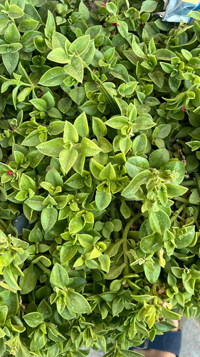 heart-leaf ice plant