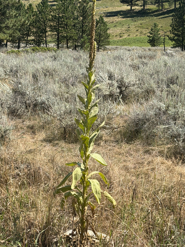 great mullein