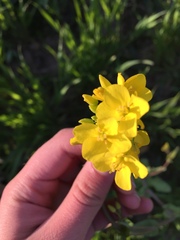 Lithospermum caroliniense