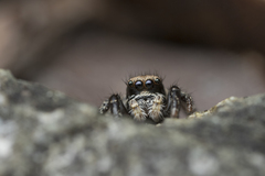 Habronattus oregonensis