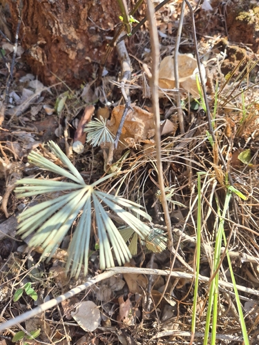Actiniopteris radiata, 2026-08-20