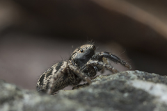 Habronattus oregonensis