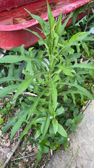 Lactuca indica