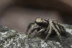 Habronattus oregonensis