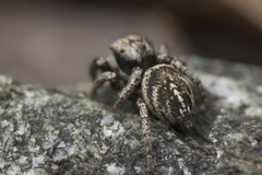 Habronattus oregonensis