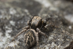 Habronattus oregonensis