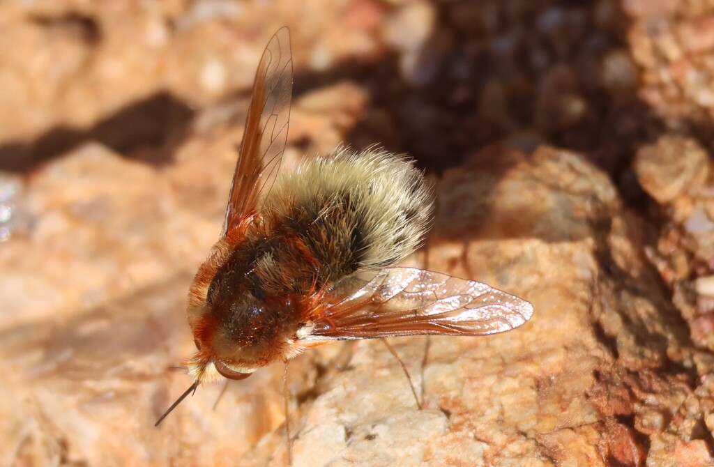 Australoechus purpureus
