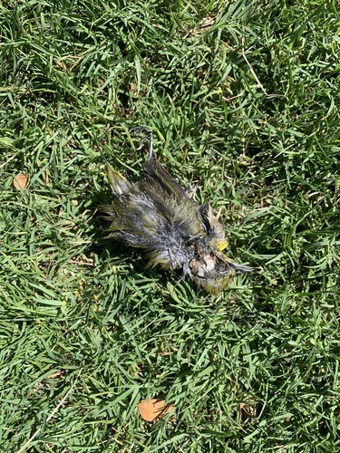 Zosterops japonicus observed 2026-08-20