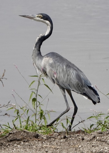 Black-headed Heron