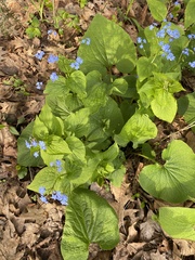 Brunnera