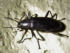 Strongylium terminatum