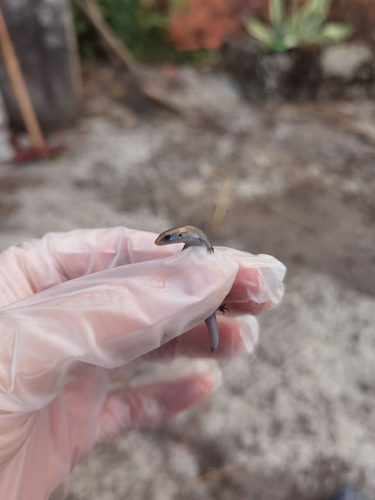 Bedriaga's Skink